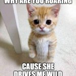 roaring | WHY ARE YOU ROARING; CAUSE SHE DRIVES ME WILD | image tagged in memes,cute cat | made w/ Imgflip meme maker