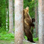 Bear rubbing against tree