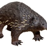 Echidna
