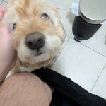 Clingy Dog