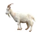 Goat scaling a wall (Transparent)
