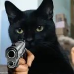 Black cat gun demand