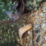 judgy fish