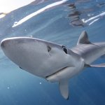blue shark