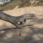 Ok tree meme