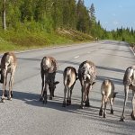 Reindeer