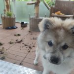 Dog eats gras
