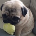Sad Pug