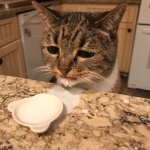 Cat Spilled milk