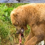 US V RUSSIA