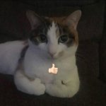 like cat