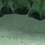 squidward brutally killing mr krabs with a rock GIF Template