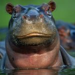 Hippo Friday
