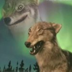 Two Wolves