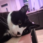 PTSD Cat