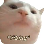 vibing cat