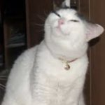 Smug