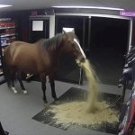 Horse vomiting