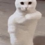 Plead cat GIF Template