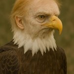 Confused Patriot