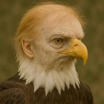 Confused Bald Eagle