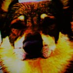 hellahund