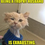 Exhausted cat | BEING A TROPHY HUSBAND; IS EXHAUSTING. | image tagged in exhausted cat | made w/ Imgflip meme maker