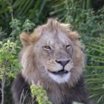 Lion Cheems