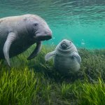 Manatee Monday