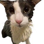 Soggy Cat
