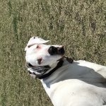Great Dane over the shoulder look