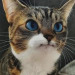 Really cat