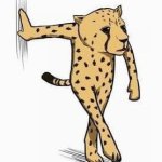 leopard draft wrong