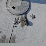 Dead frogs