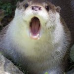 Shocked otter