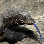 Performance Monitor Lizard