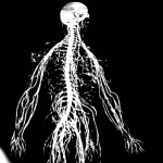 Nervous system