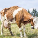 Skinny cow