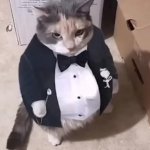 gentleman cat
