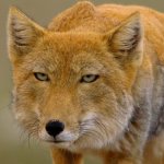 Foxy fox