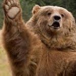 Bear asking a question