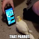 aw hell naw | AW HELL NAW; THAT PARROT WATCHING RULE 34 | image tagged in parrots gone wild | made w/ Imgflip meme maker