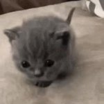 Smol GIF Template