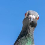 Pigeon stare down