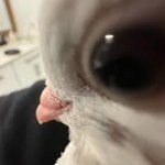 Pigeon eye
