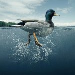 Duck Gliding Busy Legs
