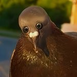 How the police officer looks at me after I…