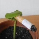 Smoking leaf
