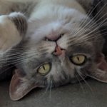 Upside down meow