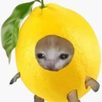 Lemon Kitten